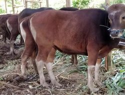 Suardi Saleh Yakinkan Syahrul Yasin Limpo Pengembangan Sapi Bali di Barru