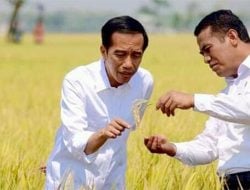 Reshuffle Kabinet Jokowi, Amran Sulaiman Dianggap Ideal Kembali Jabat Menteri Pertanian