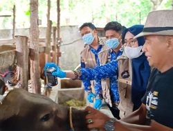 Pastikan Hewan Qurban Aman Dikonsumsi, Dinas PKP Kota Parepare Intensif Lakukan Pemeriksaan