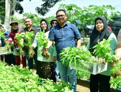 Kunjungi Kelompok Wanita Tani, Pak Wali Kota Palopo Asrul Sani Galakkan Tanam Sayur