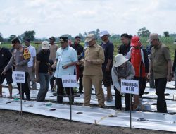 Pemasok Utama Cabai ke Pulau Jawa, Pj Gubernur Sulsel dan Kapolda Sulsel Panen Cabe di Wajo