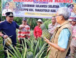 Desa Palippu Wajo Bakal Dijadikan Percontohan Pengembangan Nanas di Sulsel