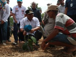 Tinjau Gerakan Menanam Sukun Program Prioritas Pemprov Sulsel