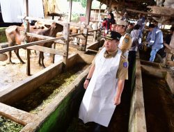 45 Sapi Lokal di Maros Diinseminasi Gunakan Sperma Simental dan Limosine, Pj Gubernur Saksikan Langsung Kawin Suntik