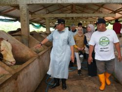 Di Pinrang, Pj Gubernur Bahtiar Kunjungi Bangsal Pasca Panen, Tebar Benih Ikan dan Inseminasi Buatan 