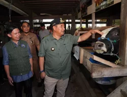 Pj Gubernur Bantiar Serius Tingkatkan Produksi Ternak, Inseminasi Buatan Dilakukan di Sidrap dan Barru