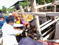 Wajo Miliki Populasi Sapi Tertinggi Kedua di Sulsel, Pemprov Genjot Inseminasi Buatan