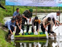 Pj Wali Kota Parepare Dampingi Pj Gubernur Tebar Bibit Udang di Kecamatan Bacukiki