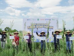 Sukses Tingkatkan Produktivitas Petani Hampir 17%, Pupuk Kaltim Panen Raya Sedap Malam Perdana di Rembang