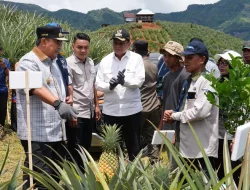 Tanam Sekaligus Panen Nanas di Barru, Pj Gubernur Bahtiar Dorong Produksi hingga 1.000 Hektare