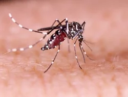 Waspada Nyamuk Demam Berdarah! Dinkes Makassar Catat 235 Kasus DBD hingga Maret 2024