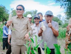 Panen Jagung di Balusu, Bupati Barru: Manfaatkan Lahan yang Ada