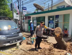 Pohon Tumbang di Makassar Rusak Mobil, PDAM Makassar Tanggung Biaya Perawatan