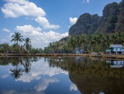 Panen Rumput Laut di Maros