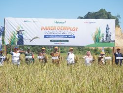 Demplot Pupuk Kaltim Tingkatkan Hasil Padi Berau hingga 7,5 Ton/Ha