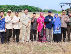 Mappalili di Mangempang, Bupati Barru: Tradisi Leluhur Memulai Musim Tanam