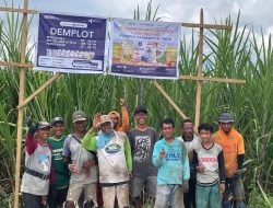 Demplot Pupuk Kaltim Pacu Produktivitas Tebu Gorontalo hingga 128 Ton/Ha