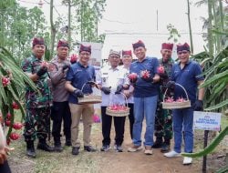 Dukung Pengembangan Komoditas Lokal, Pupuk Kaltim Pacu Produktivitas Buah Naga Banyuwangi