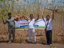 Demplot Pupuk Kaltim Dongkrak Hasil Ubi Kayu Gowa hingga 51,7 Ton/Ha