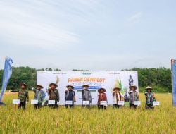 Dorong Produktivitas Pangan di IKN, Demplot Pupuk Kaltim Capai Hasil 6,9 Ton/Ha