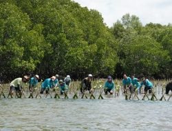 Aksi Lanjutan Carbon Offset Program, KALLA dan Lokal Tanam Ribuan Bibit Mangrove di Kabupaten Pangkep