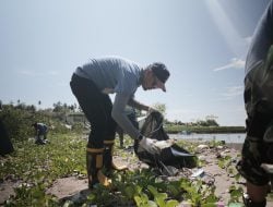 Tanam Mangrove dan Bersih Pantai, Pertamina Patra Niaga Jaga Ekosistem Laut