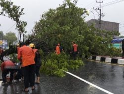 Cuaca Ekstrem Akibatkan Sejumlah Pohon Tumbang di Maros