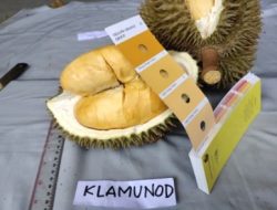 Durian Tembaga Super Bangka Barat Sudah Tercatat Sebagai Sumber Daya Genetik