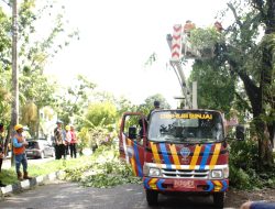 Ancam Keselamatan Pengendara, Pemkab Sinjai Pangkas Pohon di Pinggir Jalan