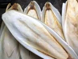 Bukan Limbah, Tulang Sotong Banyak Manfaat bagi Manusia: Kosmetik, Suplemen, hingga Kesehatan Tulang